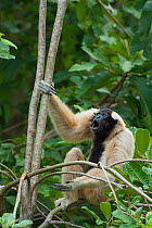 Pileated gibbon (Hylobates pileatus) female calling in tree,  Angkor Centre for Conservation of Biodiversity, Siem Reap, Cambodia. Endangered species.