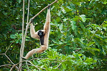 Pileated gibbon (Hylobates pileatus) female climbing through trees, Angkor Centre for Conservation of Biodiversity, Siem Reap, Cambodia. Endangered species.
