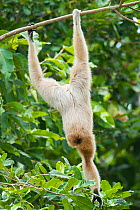 Pileated gibbon (Hylobates pileatus) female hanging upside down from tree to pick leaves, Angkor Centre for Conservation of Biodiversity, Siem Reap, Cambodia. Endangered species.