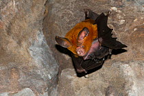 Andersen's leaf-nosed bat (Hipposideros pomona) in Bayon Temple, Siem Reap, Angkor, Cambodia.