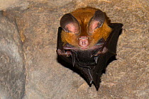 Andersen's leaf-nosed bat (Hipposideros pomona) in Bayon Temple, Siem Reap, Angkor, Cambodia.