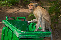 Crab-eating macaque (Macaca fascicularis) raiding bins,  Phnom Penh, Cambodia.