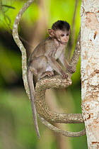 Crab-eating macaque (Macaca fascicularis) baby in tree,  Phnom Penh, Cambodia.
