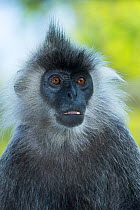 Indochinese silvered langur (Trachypithecus germaini) portrait. Endangered,  captive occurs in Thailand, Burma, Cambodia, and Vietnam.