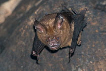 Himalayan leaf-nosed bat (Hipposideros armiger) in Bayon Temple, Siem Reap, Angkor, Cambodia.