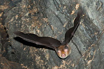 Least leaf-nosed bat (Hipposideros cineraceus) in flight, Bayon Temple, Siem Reap, Angkor, Cambodia.