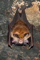 Least leaf-nosed bat (Hipposideros cineraceus) roosting in Bayon Temple, Siem Reap, Angkor, Cambodia.