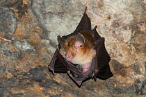 Least leaf-nosed bat (Hipposideros cineraceus) in Bayon Temple, Siem Reap, Angkor, Cambodia.