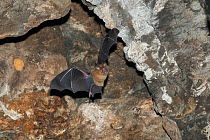 Diadem leaf-nosed bat (Hipposideros diadema) in flight in Bayon Temple, Siem Reap, Angkor, Cambodia.