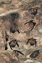 Diadem leaf-nosed bat (Hipposideros diadema) in Bayon Temple, Siem Reap, Angkor, Cambodia.