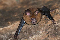 Intermediate roundleaf bat (Hipposideros larvatus) in Bayon Temple, Siem Reap, Angkor, Cambodia.