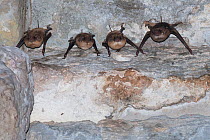 Theobold's bat (Taphozous theobaldi) four hanging upside down in Bayon Temple, Siem Reap, Angkor, Cambodia.