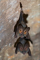 Lesser false vampire bat (Megaderma spasma) Beng Mealea, Siem Reap, Cambodia.