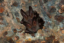 Lesser false vampir bat (Megaderma spasma) two roosting close together, Banteay Samre temple, Angkor complex, Siem Reap, Cambodia.