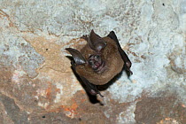 Indochinese horseshoe bat (Rhinolophus chaseni) hanging upside down from ceiling, Prasat Preah Kahn temple, Angkor complex, Siem Reap, Cambodia.