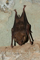 Black-bearded tomb bat (Taphozous melanopogon) hanging upside down, Siem Reap, Angkor Vat, Cambodia.