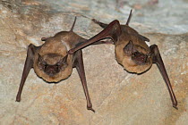 Black-bearded tomb bat (Taphozous melanopogon) two hanging from ceiling in Prasat Preah Kahn temple, Angkor complex, Siem Reap, Cambodia.