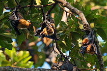 Lyle's flying fox (Pteropus lylei) group hanging upside down, Siem Reap, Angkor Vat, Cambodia. Vulnerable species.