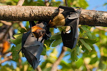 Lyle's flying fox (Pteropus lylei) two hanging upside down and interacting, Siem Reap, Angkor Vat, Cambodia. Vulnerable species.