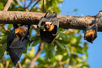 Lyle's flying fox (Pteropus lylei) group hanging upside down, Siem Reap, Angkor Vat, Cambodia. Vulnerable species.