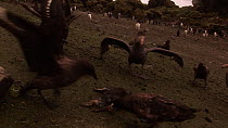 Southern giant petrel (Macronectes giganteus) competing with a group of Subantarctic skuas (Stercorarius antarcticus) to feed on a dead Royal penguin (Eudyptes schlegeli) chick, Macquarie Island, Sub-...
