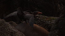 Southern giant petrel (Macronectes giganteus) feeding on a dead Southern elephant seal (Mirounga leonina) and displaying aggressively to another bird nearby, Macquarie Island, Sub-Antarctic Australia.
