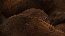 Close-up of a Southern elephant seal (Mirounga leonina) with a cataract in a wallow, shot pans up to another individual, Macquarie Island, Sub-Antarctic Australia.
