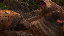 Close-up of a group of Southern elephant seal (Mirounga leonina) showing aggression whilst moulting, Macquarie Island, Sub-Antarctic Australia.