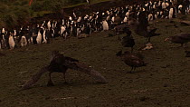Group of Southern giant petrels (Macronectes giganteus) fighting over a dead Royal penguin (Eudyptes schlegeli), with a penguin colony in the background, Macquarie Island, Sub-Antarctic Australia.