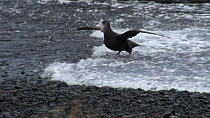 Southern giant petrel (Macronectes giganteus) standing wings outstretched in strong winds, with waves breaking, Macquarie Island, Sub-Antarctic Australia.
