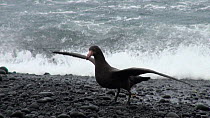 Close-up of a Southern giant petrel (Macronectes giganteus) standing wings outstretched in strong winds, with waves in the background, Macquarie Island, Sub-Antarctic Australia.