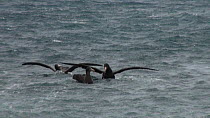 Southern giant petrel (Macronectes giganteus) eating a penguin carcass from the surface of the sea, Macquarie Island, Sub-Antarctic Australia.