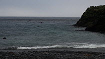 Wide shot of a group of Southern giant petrels (Macronectes giganteus) landed on water in a bay, Macquarie Island, Sub-Antarctic Australia.