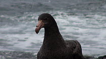 Close-up of a Southern giant petrel (Macronectes giganteus) resting on a beach, preening, with waves breaking behind, Macquarie Island, Sub-Antarctic Australia.