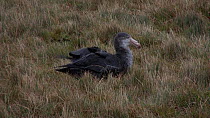 Southern giant petrel (Macronectes giganteus) resting in grass, with poisoning caused by secondary ingestion of brodifacoum, used for pest eradication, Macquarie Island, Sub-Antarctic Australia.