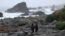 Two King penguins (Aptenodytes patagonicus) walking along the shore and stopping to preen, Macquarie Island, Sub-Antarctic Australia.
