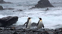 Three King penguins (Aptenodytes patagonicus) walking along the shore, with waves breaking in the background, Macquarie Island, Sub-Antarctic Australia.