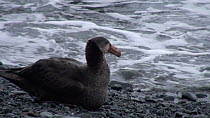 Southern giant petrel (Macronectes giganteus) resting along the edge of the shore, lacking alertness, potentially due to secondary poisoning from pest eradication, Macquarie Island, Sub-Antarctic Aust...
