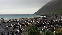 King penguin (Aptenodytes patagonicus) colony with the remains of penguin digesters used for the extraction of blubber oil in the background, Lusitania Bay, Macquarie Island, Sub-Antarctic Australia.
