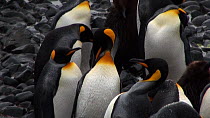 King penguins (Aptenodytes patagonicus) preening and resting, Macquarie Island, Sub-Antarctic Australia.
