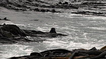Wide angle shot of a Fur seal (Arctocephalus) swimming near the shore, Macquarie Island, Sub-Antarctic Australia.