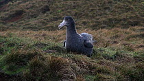 Southern giant petrel (Macronectes giganteus) sitting in grass, gets up and moves around, Macquarie Island, Sub-Antarctic Australia.