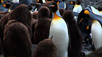 Pair of King penguins (Aptenodytes patagonicus) regurgitating food for their chick, Macquarie Island, Sub-Antarctic Australia.