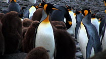 Pair of King penguins (Aptenodytes patagonicus) regurgitating and calling with chick nearby, Macquarie Island, Sub-Antarctic Australia.