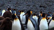 Pair of King penguins (Aptenodytes patagonicus) regurgitating, with chick nearby, Macquarie Island, Sub-Antarctic Australia.