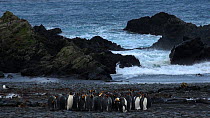 Group of King penguins (Aptenodytes patagonicus) on a beach, with waves behind, Macquarie Island, Sub-Antarctic Australia.