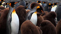 King penguin (Aptenodytes patagonicus) minding chicks in a creche, Macquarie Island, Sub-Antarctic Australia.