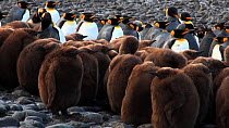 King penguin (Aptenodytes patagonicus) chicks in a creche, with adults in the background, Macquarie Island, Sub-Antarctic Australia.