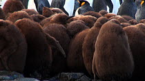 King penguin (Aptenodytes patagonicus) chick walking, with others huddled in a creche in the wind, Macquarie Island, Sub-Antarctic Australia.