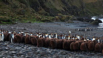 King penguin (Aptenodytes patagonicus) chick creche on a beach, with adults behind, Macquarie Island, Sub-Antarctic Australia.